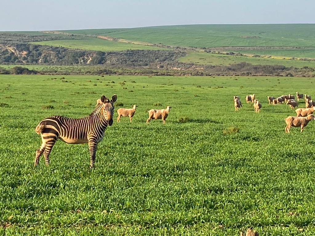 Tatjana the zebra in a field with Giliomee family sheep