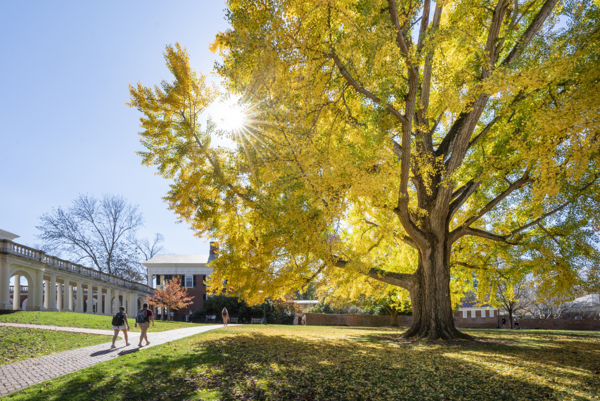 Pratt Gingko lit up by sun