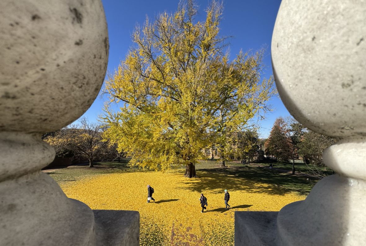 Pratt Gingko from between marble shapes