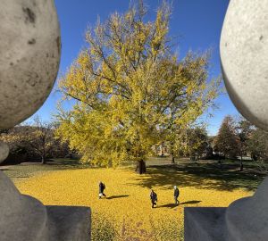 Pratt Gingko from between marble shapes